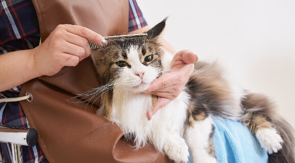 ねこのグルーミング