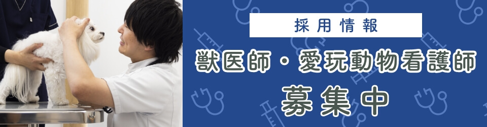 採用情報 夜間勤務獣医師募集中