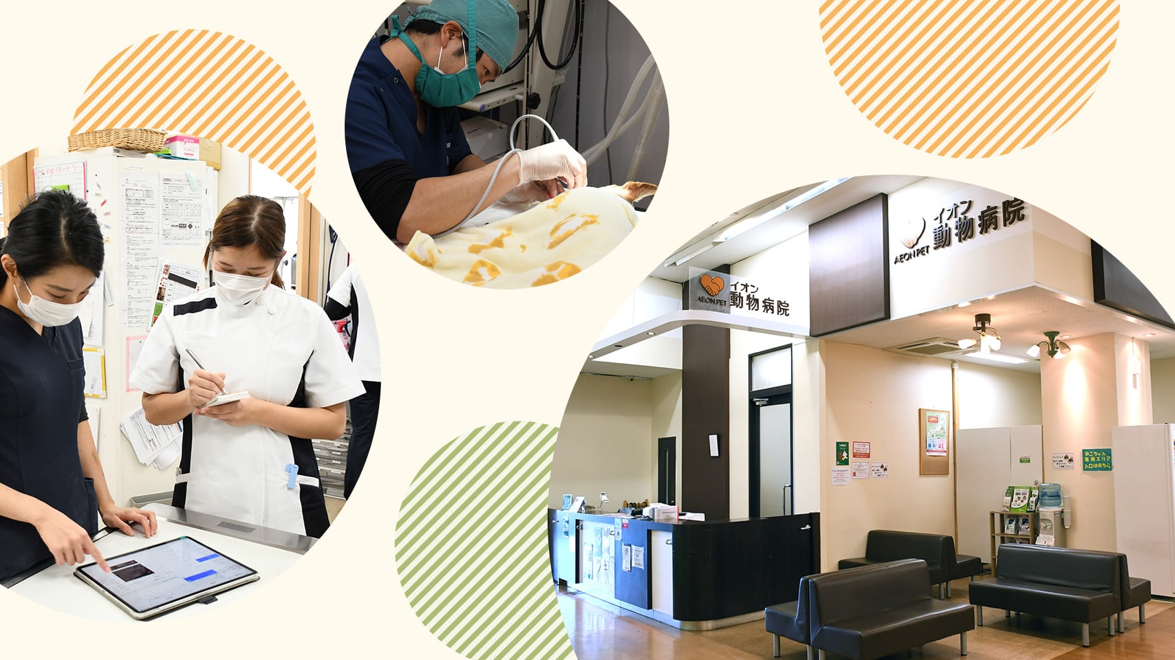 ペテモ動物病院 浦和美園 さいたま市緑区 浦和 川口市 越谷市 大切なペットの健康をサポートします イオン アテナ ペテモ の動物病院