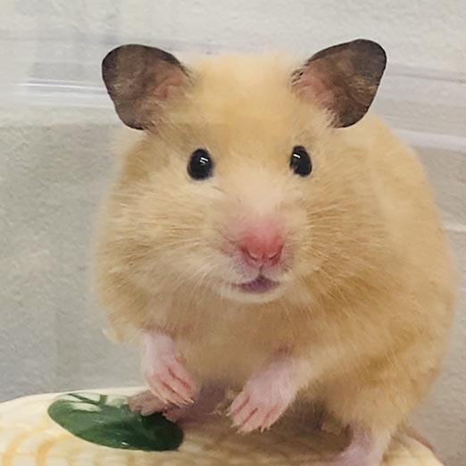 ルポ
