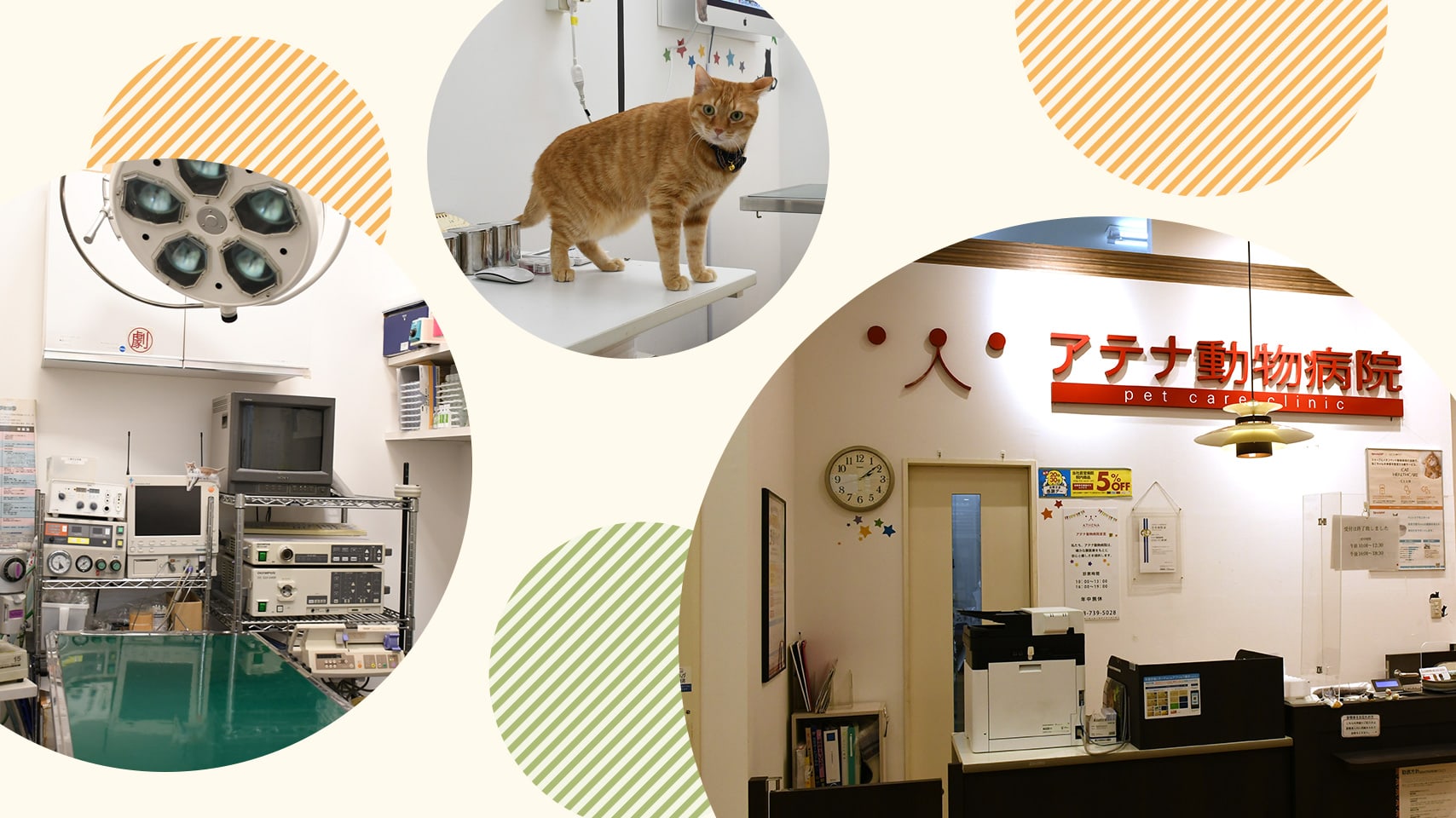 アテナ動物病院 ララガーデン春日部 埼玉県春日部市 大切なペットの健康をサポートします イオンペットの動物病院